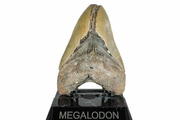 Bargain, Fossil Megalodon Tooth - Serrated Blade #275210